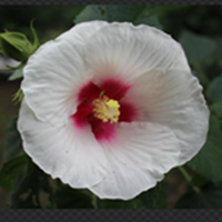 花の写真